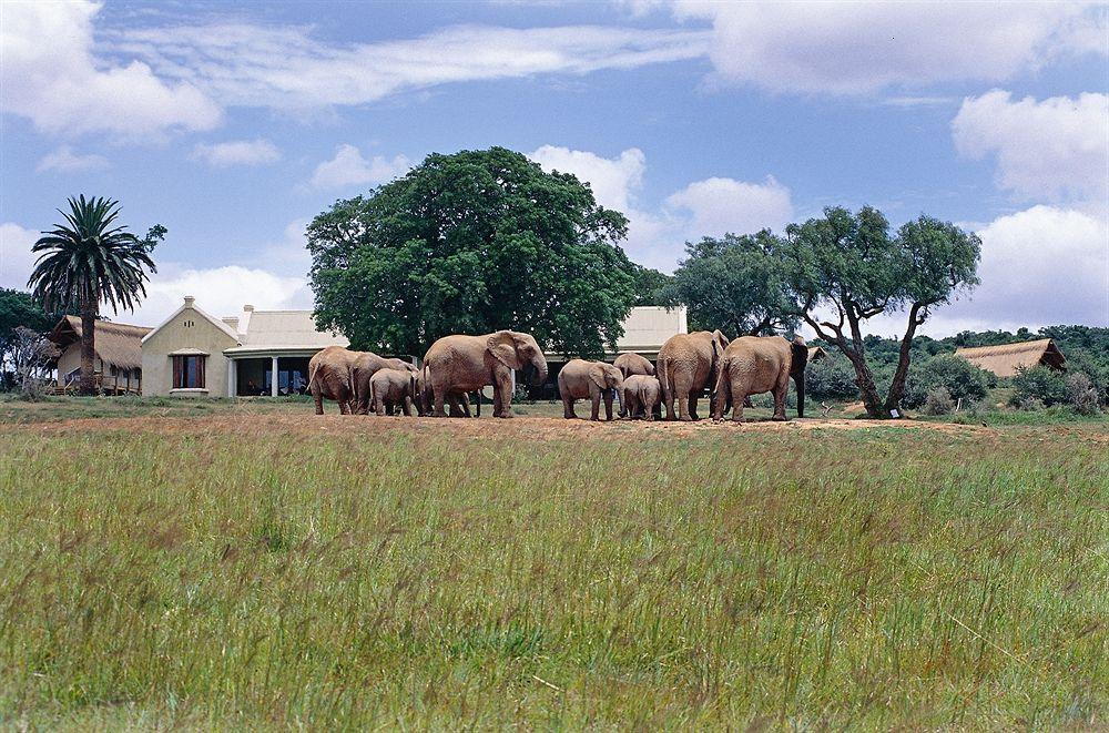 Gorah Elephant Camp Addo Exteriér fotografie