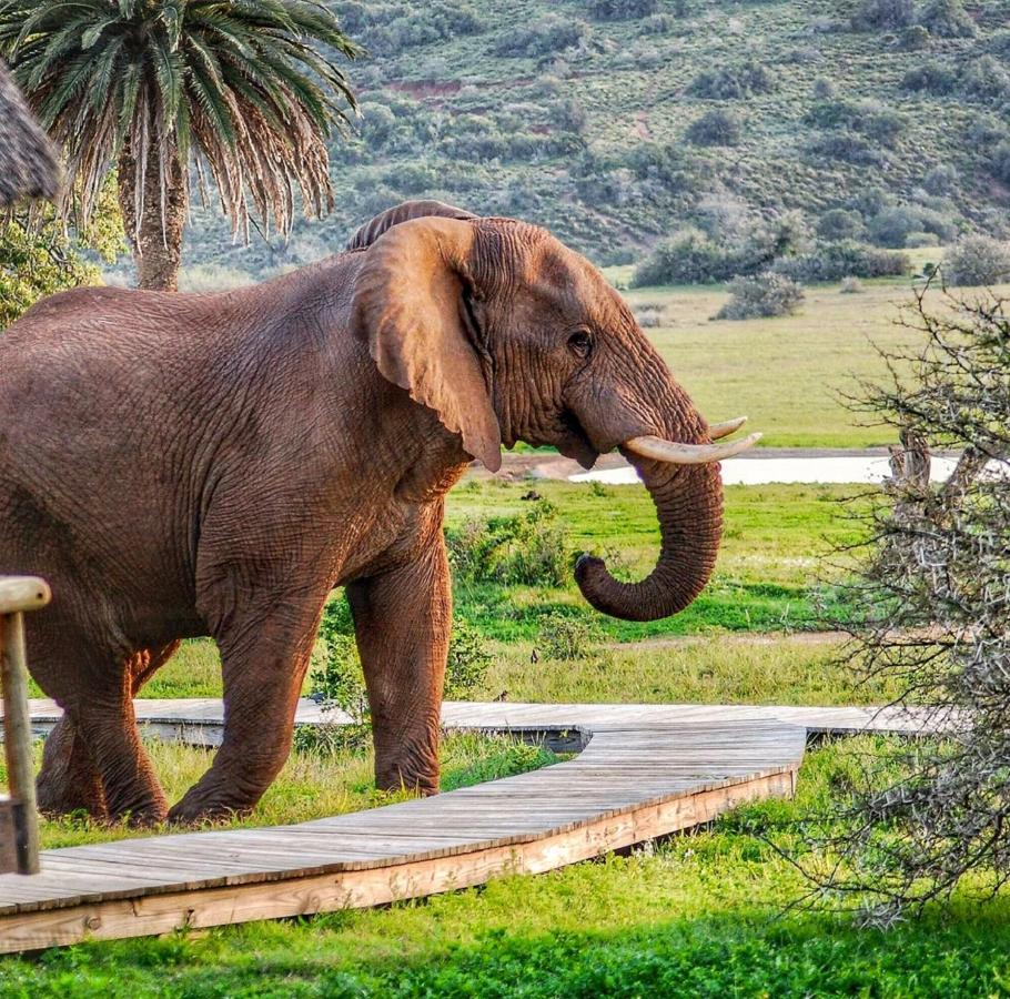 Gorah Elephant Camp Addo Exteriér fotografie