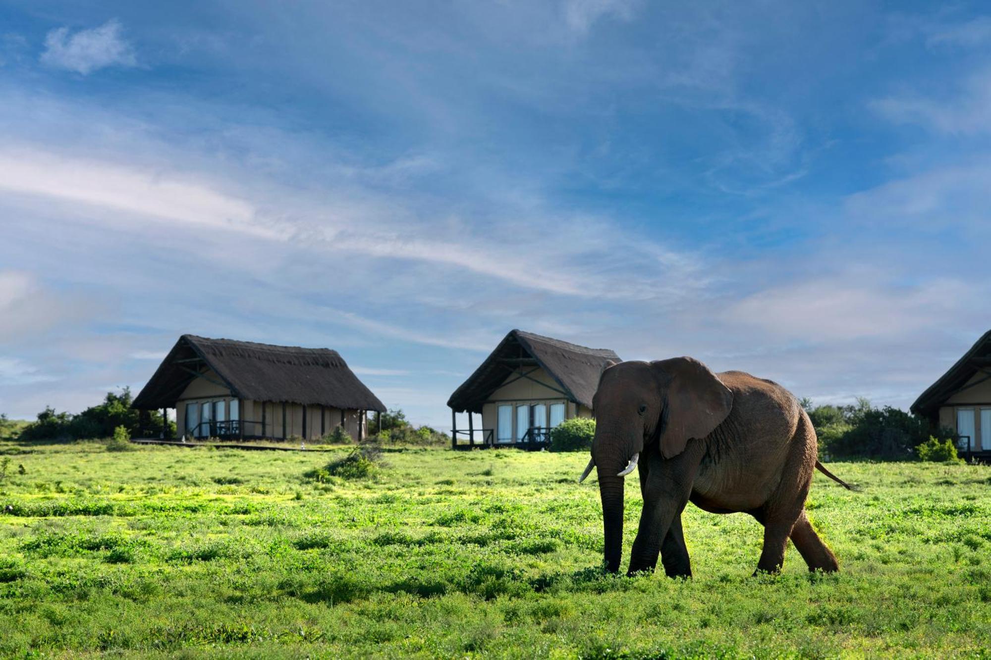 Gorah Elephant Camp Addo Exteriér fotografie