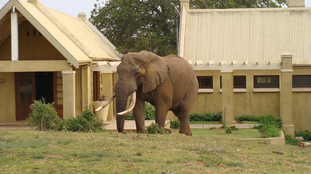 Gorah Elephant Camp Addo Exteriér fotografie