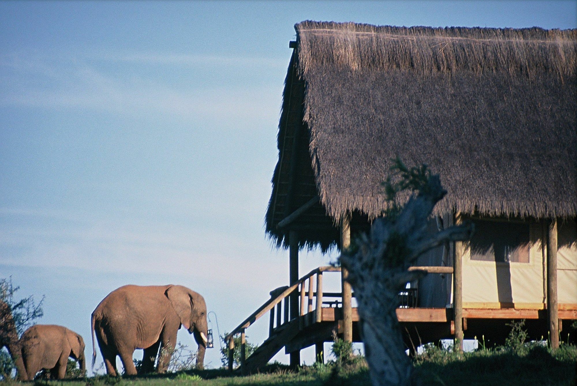 Gorah Elephant Camp Addo Exteriér fotografie